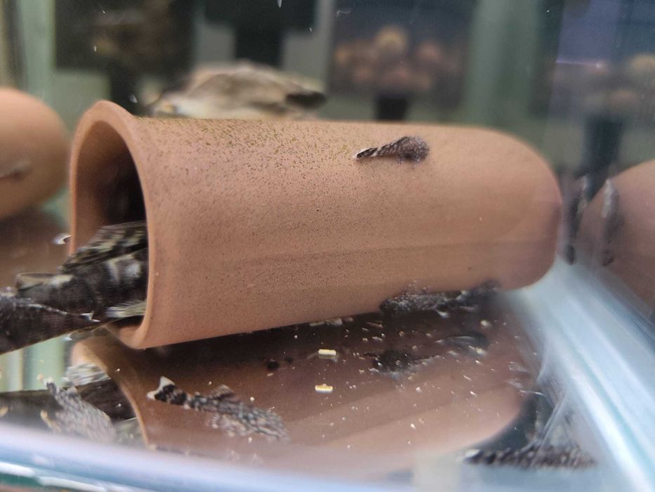 Ancistrus SP com mais de um mês