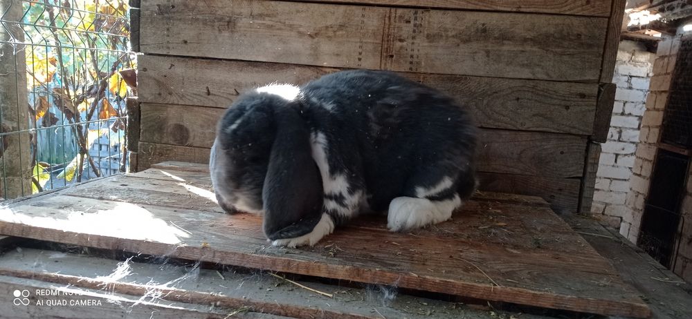 Самець французький баран