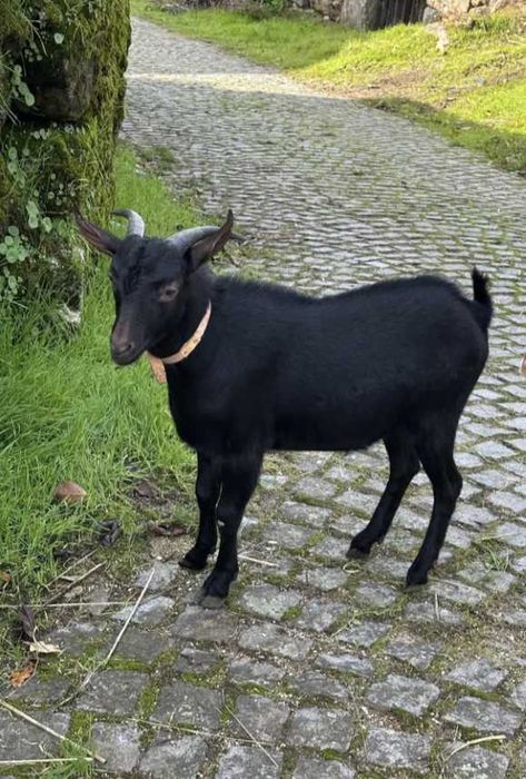 Cabrito murciano com 7 meses