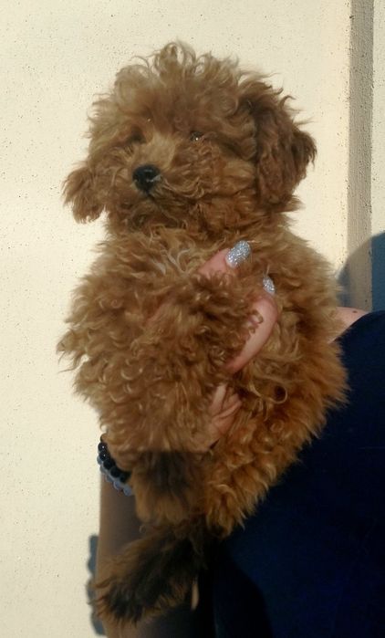 Чудо детки. Той пудель.