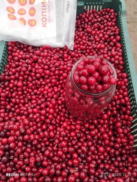 Ягода Журавлина.