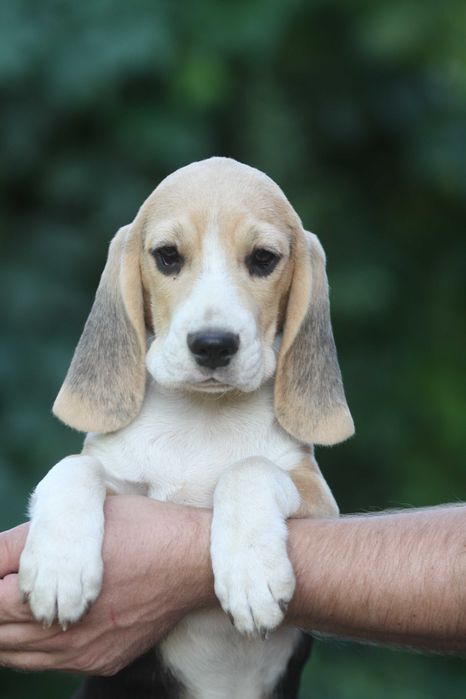 Дівчинка з розплідника