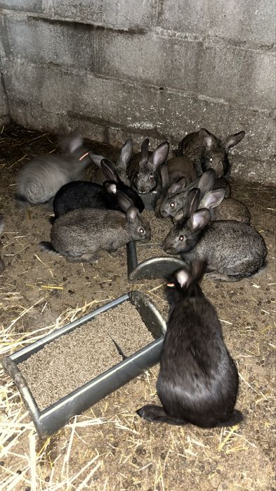 Coelhos grandes