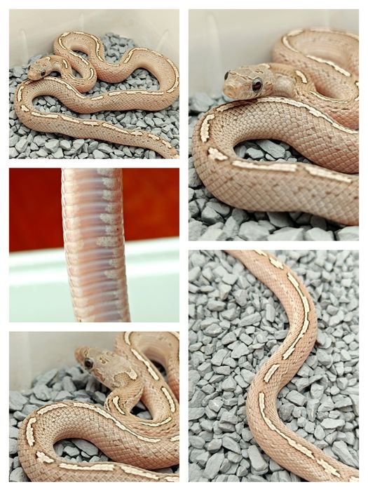 Wąż zbożowy / Granit low/medium white Pied Sided Tessera Motley?