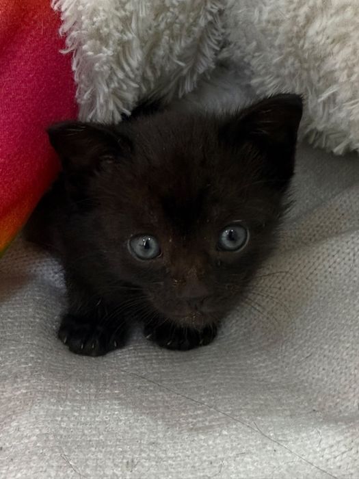 Gatinhos para adoção responsável