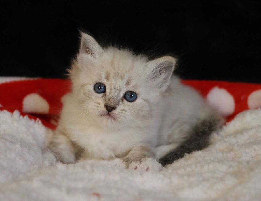 Śliczna kotka Neva Masquerade