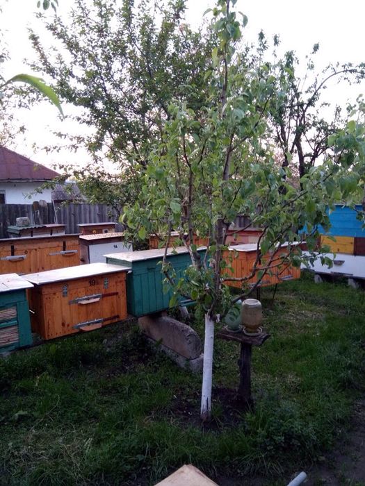 Бджолосім'ї з вуликами