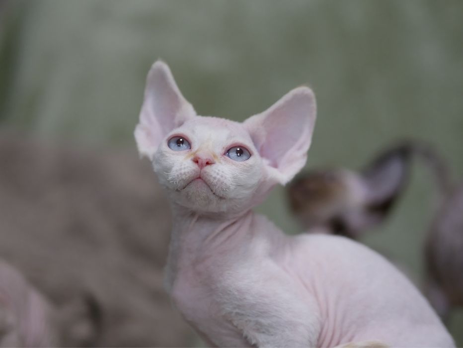 Devon Rex Chlopiec