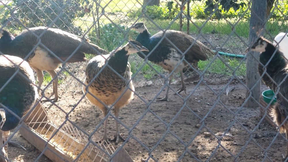 Pavão (Macho ou Fêmea)