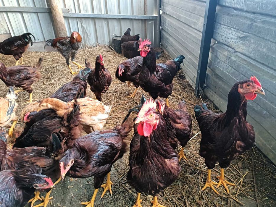 Frangos rhede islandês red