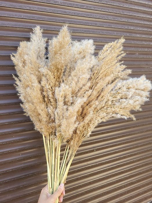 Очерет тростина пампас гіпсофіла сухоцвіти пампасна камыш війник