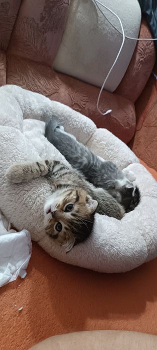 Кошенята шотландські