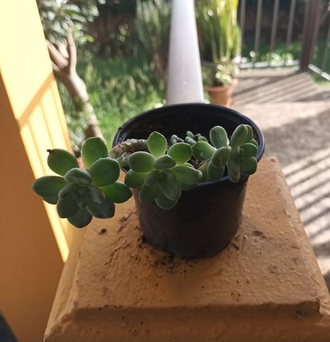 Suculentas primaveris