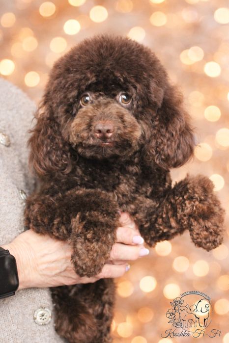 Хлопчики той пуделя