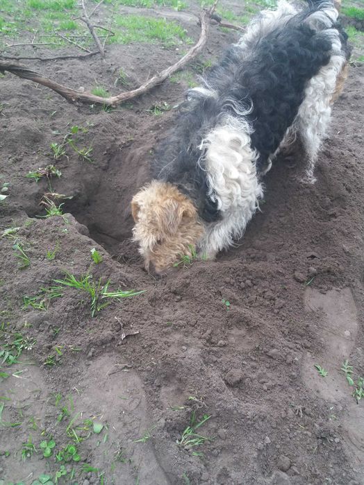 фокстерьер "жестокий" вязка кобель