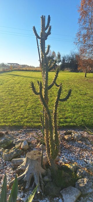 Kaktus sukulent wys. 2.8 m.