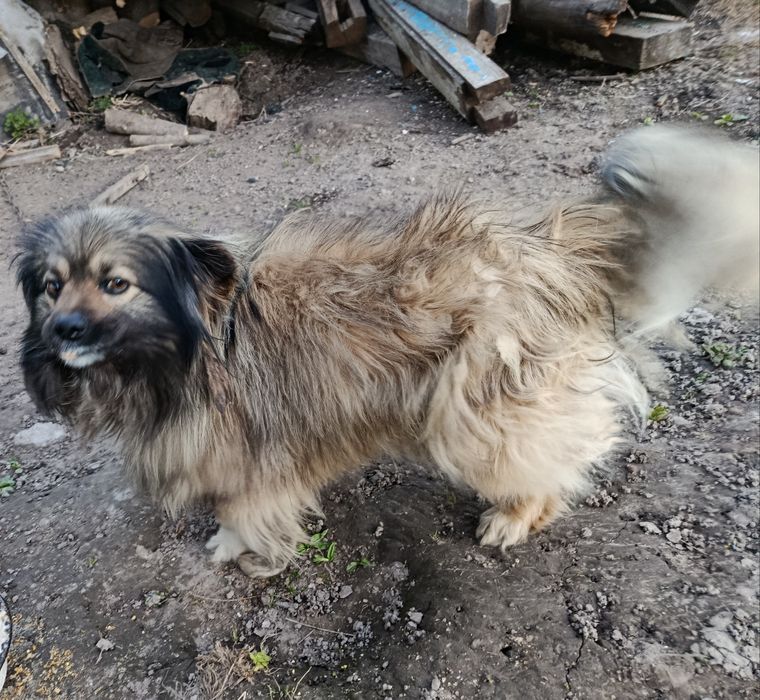 Віддам в добрі руки