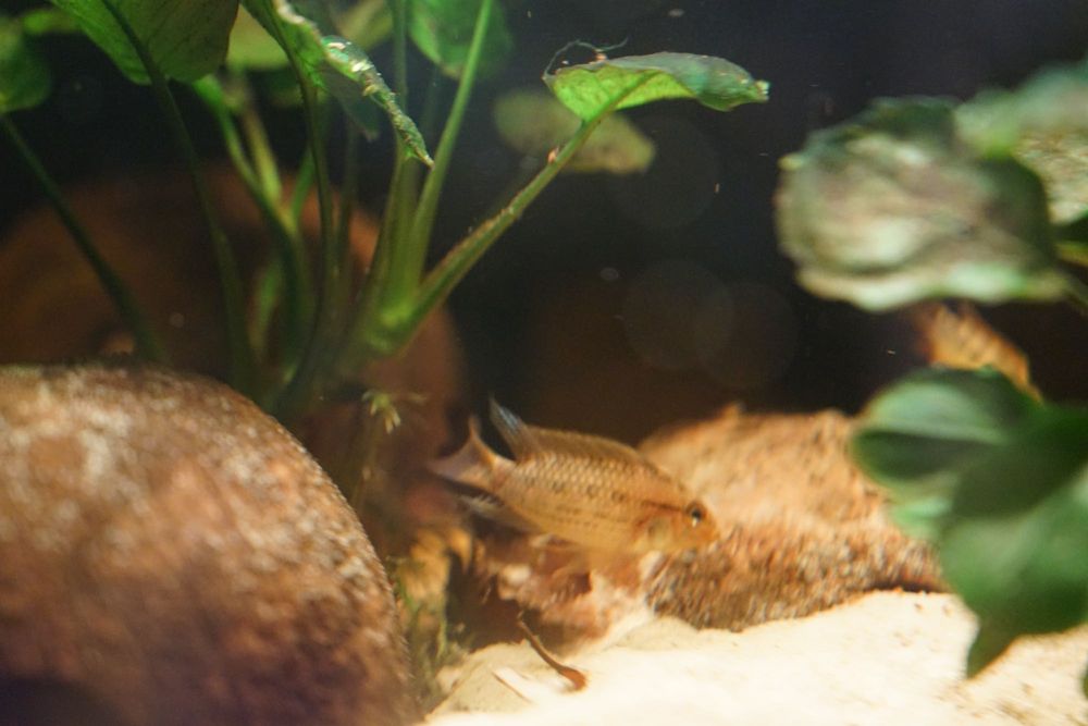Apistogramma sp. Yurimaguas - Pielęgniczka - F1