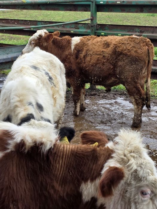 Byczki odsadki 14 sztuk