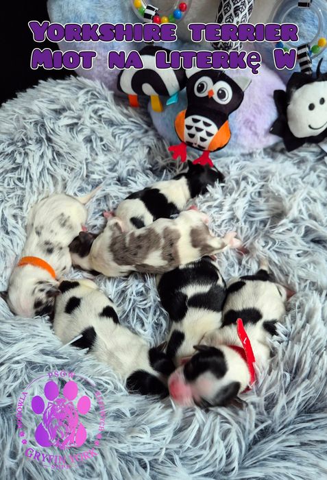 Suczka blueberry merle