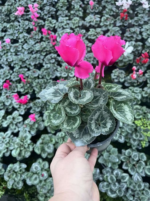 Цикламен  12 стаканчик