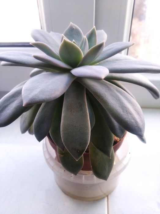 Суккулент Эхеверия