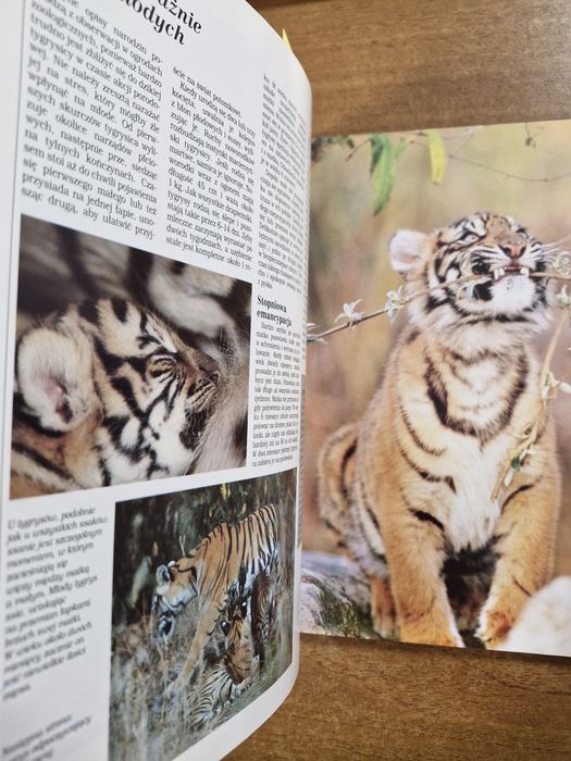 A3800. "Dżungla. Encyklopedia dzikich zwierząt" Praca zbiorowa