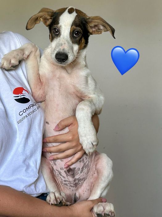 Cães bebés para adoção responsável