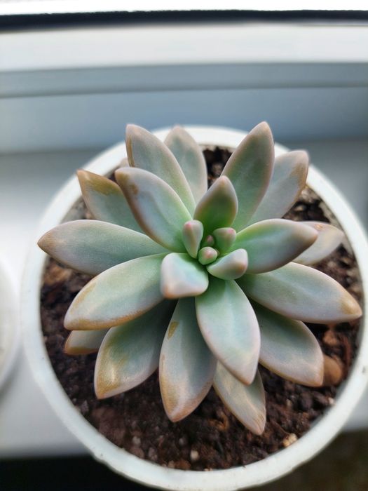 Суккуленты, сукуленти, вазони, ехеверія