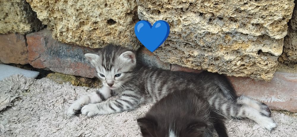 Котята бесплатно 2 мальчика и девочки для удачи ,ДР 26 апреля, чистые