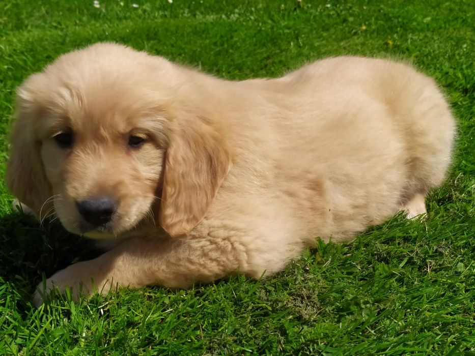 Szczeniak Golden Retriever