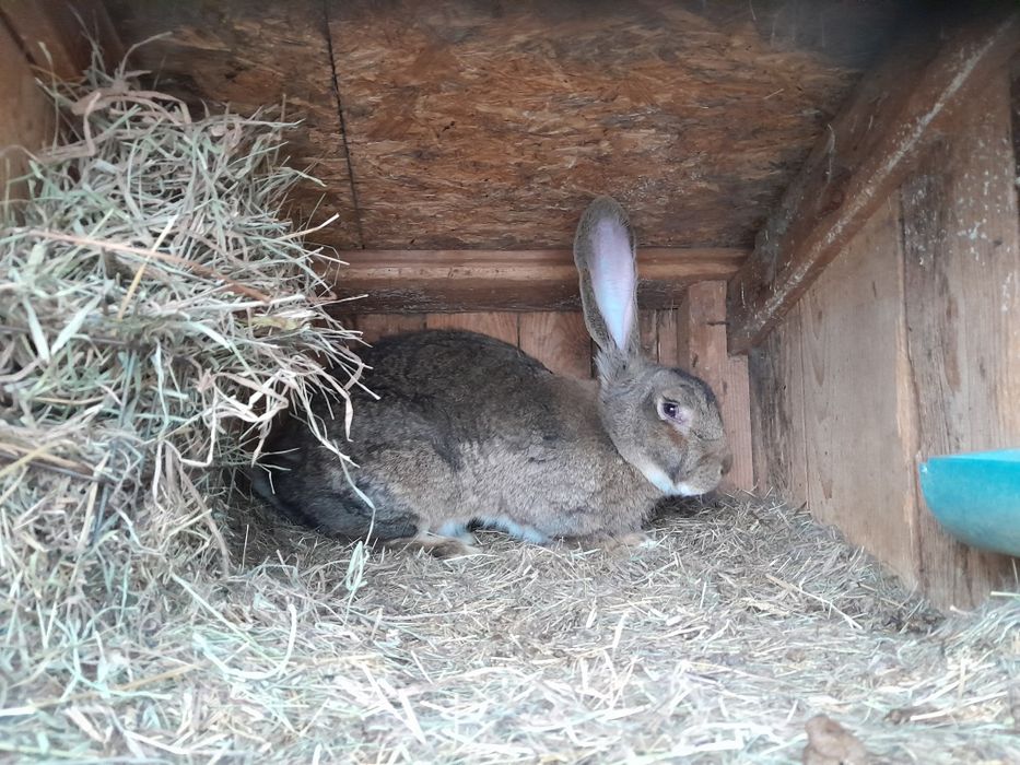 Samca I samice olbrzym belgiski