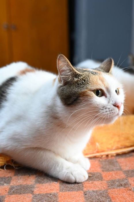 Кошечка Пуша из приюта бесплатно