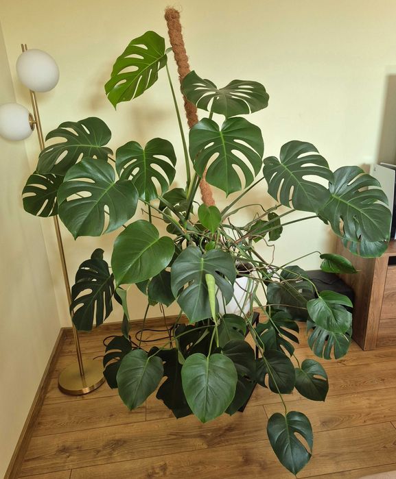Duży kwiat MONSTERA