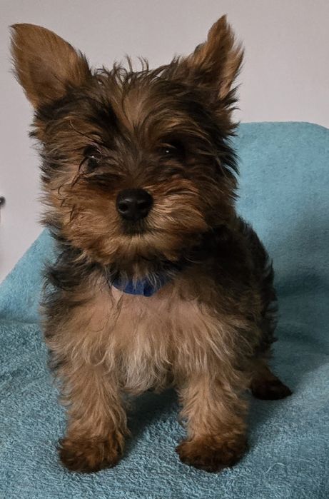 Yorkshire Terrier Ocean Pearl