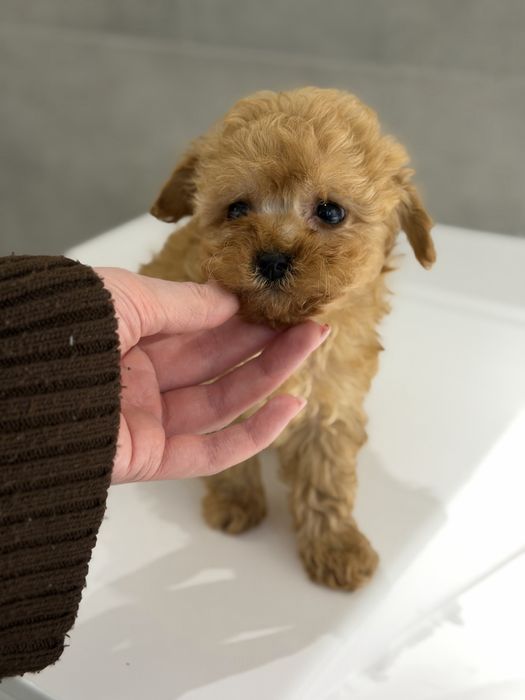 Дівчинка мальтипу в пошуках родини