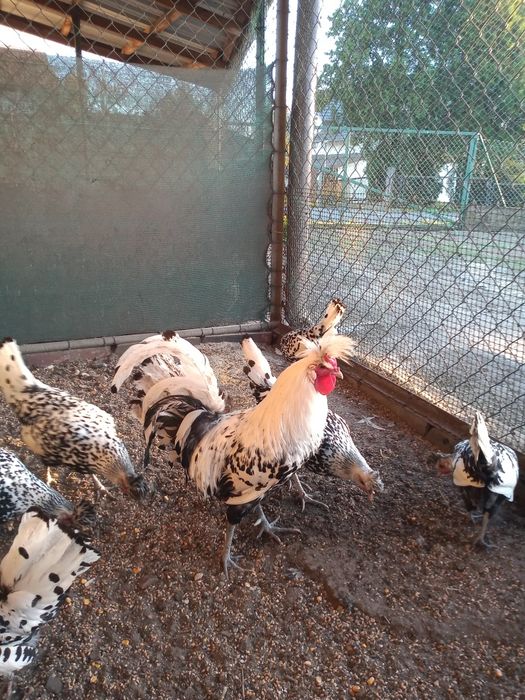 Jaja lęgowe kur ozdobnych Ayam cemani  Appenzeller, Brakla srebrna