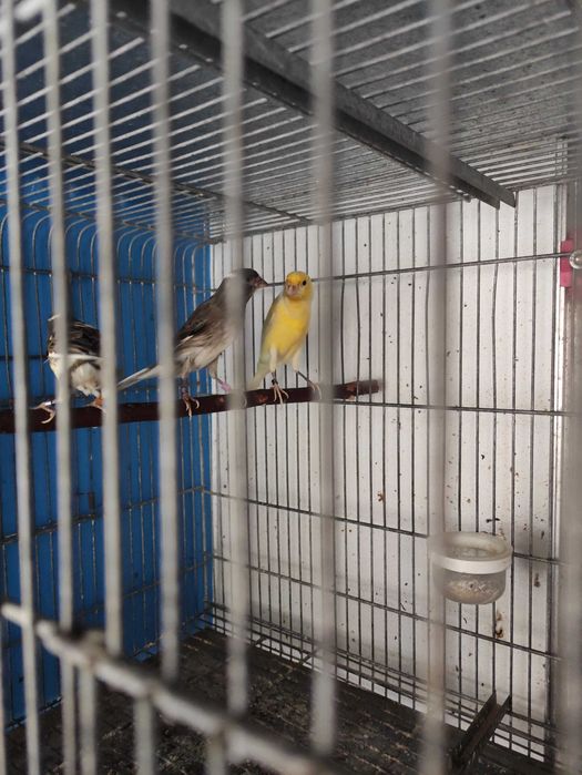 Canários llarguet espanhol premiados 2022