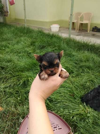 Пухнастик для тих, хто хоче справжнього друга!