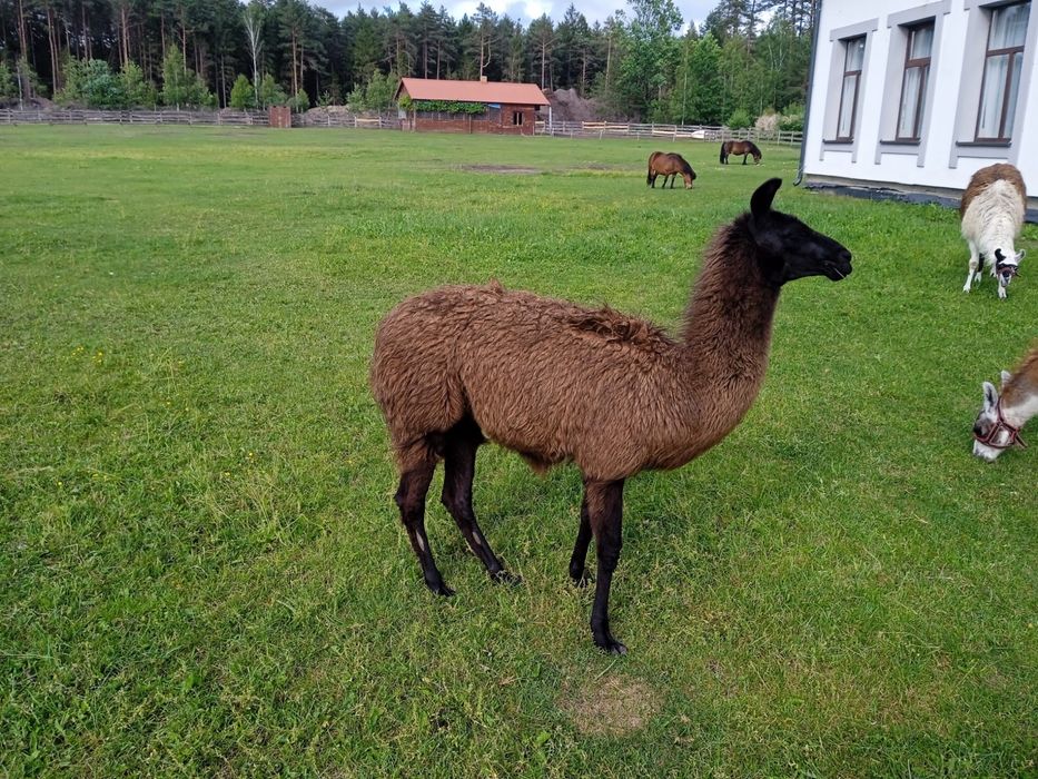 Lama na sprzedaz samica