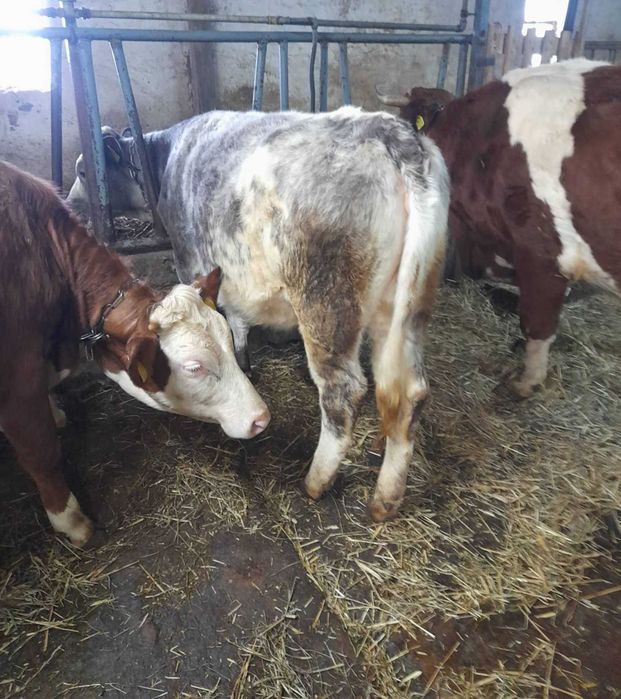 Sprzedam Jałówki do dalszego chwu