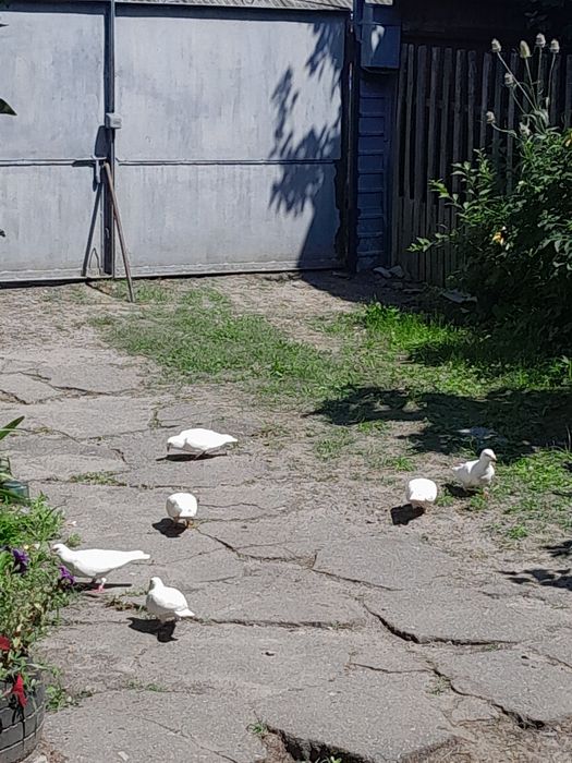 Продам або обміняю