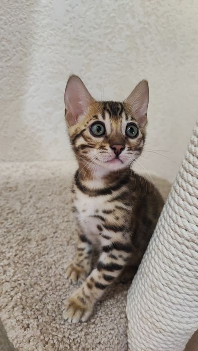 Бенгали Bengal. Офіційний Розплідник!