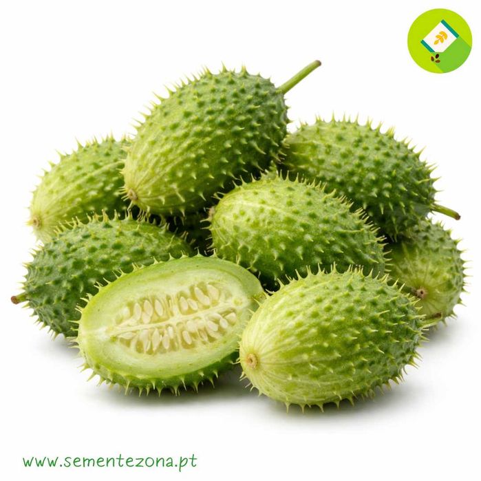 50 Sementes de Pepino Maxixe - Cucumis anguria