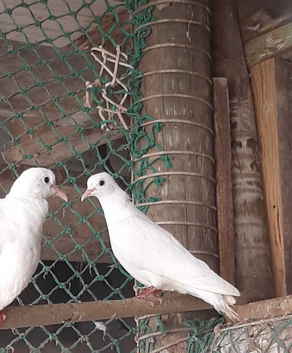 Vendo/Troco pombas brancas e rolas
