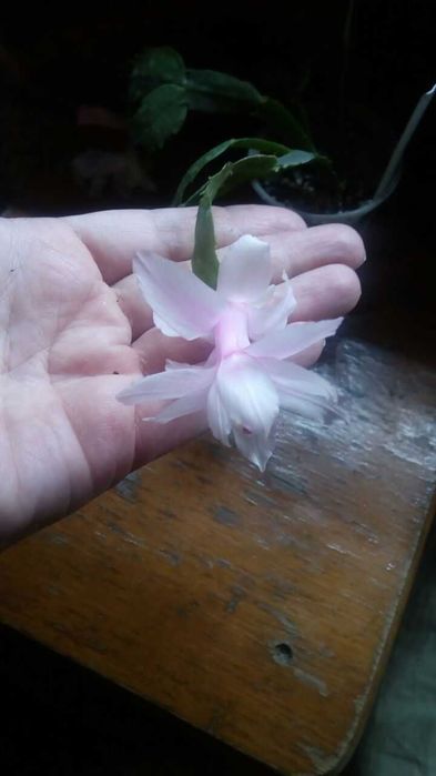 продам декабристы.фиалки