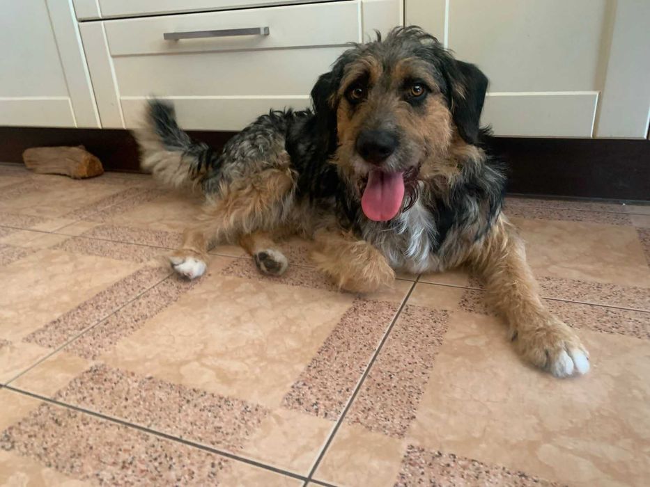 Do adopcji młodziutki, radosny  USZEK
