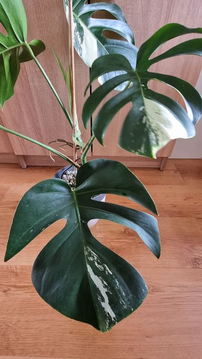 Monstera Jungle Mint