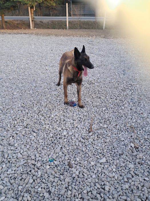 Oddam za darmo Owczarki Belgijskie Molinos. Psa i suczke zrodowodami