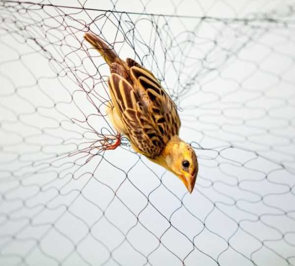 SIATKA na PTAKI 10x10m B.Mocna borówki czereśnie truskawki winogrona